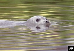 FILE - A bearded Arctic seal, nicknamed Tama-chan by local residents, swims in the waters of the Tsurumi River in Kawasaki, near Tokyo, Japan.