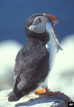 The breeding success of the Atlantic puffin is impacted by warming seas.