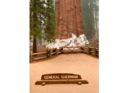 This photo provided by the Southern Area Blue Incident Management Team, Sept. 16, 2021, shows the giant sequoia known as the General Sherman with its base wrapped in a fire-resistant blanket to protect it from approaching wildfires at Sequoia National Forest.