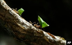 When you camp, life slows down. You are able to enjoy things like watching leaf cutter ants do their thing.