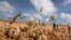 FILE - Young locusts that have not yet grown wings jump in the air as they are approached, as a visiting delegation from the Food and Agriculture Organization (FAO) observes them, in the desert near Garowe in the Puntland region of Somalia.