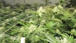 Entrepreneurs Cash In on Colorado's Legal Pot Crop