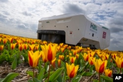 Theo works weekdays, weekends and nights and never complains about a sore spine checking Dutch tulip fields for sick flowers in Noordwijkerhout, Netherlands, Tuesday, March 19, 2024. (AP Photo/Peter Dejong)