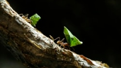 Expressions From the World of Bugs