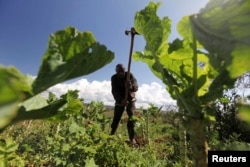 FILE - A farmer works in his field at the Kondo farm in Eldoret 400km (248 miles) west of the capital Nairobi, Kenya, April 27, 2010. Through digital marketplace 2Kuze Mastercard hopes to enable East African farmers to sell their crops and receive payment via their mobile phones.