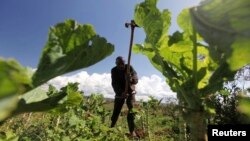 Seorang petani di tanah pertanian KOndo di Eldoret, 400 kilometer ke arah barat Nairobi, Kenya. (Foto: Dok)