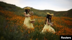 Two little girls walk through a huge spring wildflower bloom caused by a wet winter in California, March 2017. (REUTERS/Lucy Nicholson)