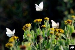 Butterflies land on wild flowers at Boca Chica, Texas, where the Rio Grand meets the Gulf of Mexico, May 10, 2007. Wildlife enthusiasts fear the Santa Ana National Wildlife Refuge could be ruined by the fences and adjacent roads the U.S. government plans to erect along the Mexican border.