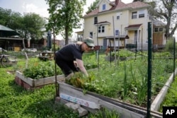 In this 2014 photo, this urban gardener picks herbs from her garden patch at a community garden in Omaha, Nebraska.