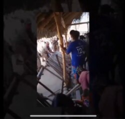 Sejumlah Satpol PP saat menggusur sebuah bangunan semi permanen di kawasan hutan adat Pubabu,Nusa Tenggara Timur.(Tangkapan layar via Zoom).