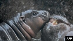 Seekor bayi kuda nil kerdil jantan berusia 2 hari bermain di air di kebun binatang pada 12 Agustus 2019. (Foto: AFP)