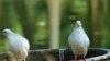 Vietnamese Peace Pigeons Appearing on Dinner Tables