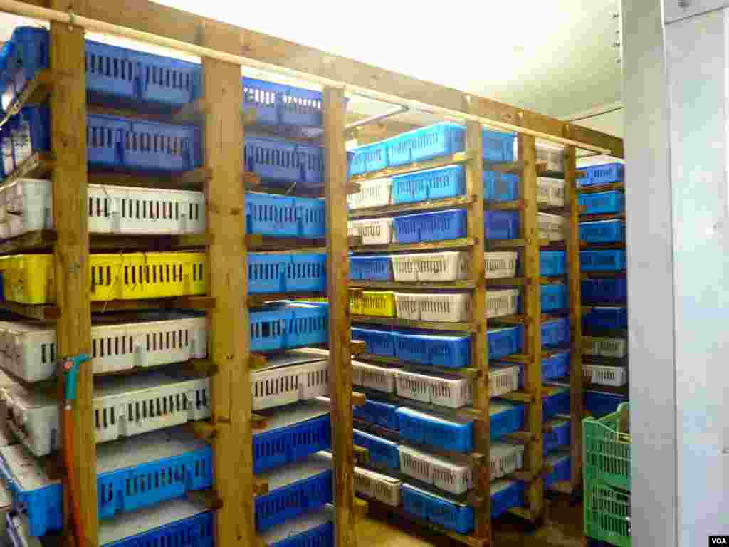 Alligator eggs are incubated in plastic trays at Mark Glass' alligator farm. (VOA/P. Graitcer)