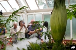 ผู้คนเดินทางมาเยือนสวนพฤกษศาสตร์ซิดนีย์เพื่อชม "ดอกซากศพ" ซึ่งบานเป็นครั้งแรกในรอบ 15 ปี ในวันที่ 23 ม.ค. 2568