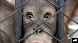 A young orangutan, smuggled from Indonesia, looks out from its cage at a wildlife breeding center in Ratchaburi province, southwestern Thailand (File Photo)