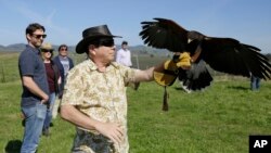 In this photo taken Thursday, March 29, 2018, a Harris hawk lands on the arm of Nick Kontis during a falconry vineyard experience at Bouchaine Vineyards in Napa, Calif. (AP Photo/Eric Risberg)