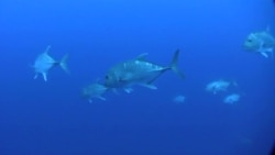 World’s Seas Getting Better Protection