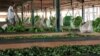 More than one million kilograms of tea leaves are processed every year at the Uganda Tea Corporation factory in central Uganda, Oct. 2, 2012. (H. Heuler/VOA)