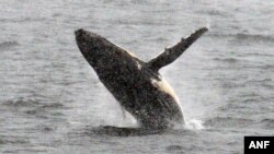 A humpback whale jumps out of the water in the western Antarctic peninsula, on March 05, 2016. 
