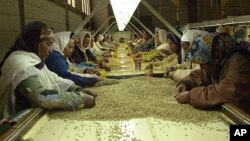 ፎቶ ፋይል፦ ቡና 