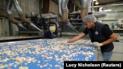 Ken Christopher looks at cloves of garlic on a conveyer belt at Christopher Ranch in Gilroy, California, U.S. March 29, 2019.