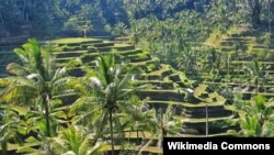 Organisasi PBB bidang pendidikan, ilmu pengetahuan, dan kebudayaan (UNESCO) resmi mengakui sistem pengairan pertanian di Bali atau Subak sebagai salah satu Warisan Budaya Dunia (20/5).