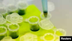 Perusahaan obat Inggris, GlaxoSmithKline, berencana mengujicoba vaksin ebola pada manusia (foto: dok).