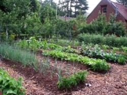 This undated photo shows Lee Reich's vegetable garden in New Paltz, New York. (AP Photo/Lee Riechs)