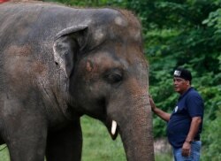 FILE - A Four Paws veterinarian is pictured with an elephant named Kaavan at the Maragzar Zoo in Islamabad, Pakistan, Sept. 4, 2020.