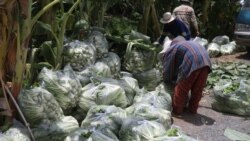 បន្លៃស្ពៃត្រូវច្រកថង់ ដើម្បីដឹកជញ្ជូនទៅលក់នៅខេត្តកំពត កាលពីថ្ងៃទី២៤ ខែឧសភា ឆ្នាំ២០២០។ (ស៊ុន ណារិន/VOA)