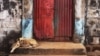 A dog sits on the steps of a door into the compound of a traditional colonial-era Board House dating back about a century in the Murray Town neighborhood of Sierra Leone's capital Freetown, April 28, 2012. 