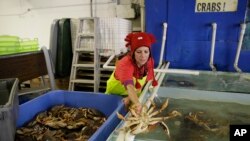 یک زن در فروشگاهی در شهر سانفرانسیسکو در حال انتقال نوعی از خرچنگ‌های دریایی- عکس آسوشیتدپرس