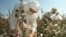 FILE - An Uzbek woman picks up cotton in a field outside Tashkent.