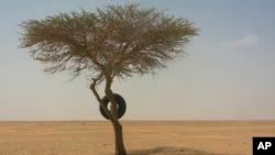 A tire used as a road marker hangs from a tree in Niger's Tenere desert region of the south central Sahara on Sunday, June 3, 2018. (AP Photo/Jerome Delay)