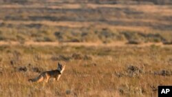 Rewilding Native Americans Northern Plain