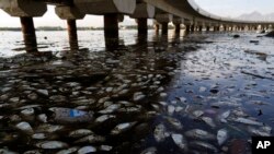 Ikan mati dan sampah mengapung di Pantai Guanabara di Rio de Janeiro, Brazil (25/2), salah satu lokasi kompetisi olahraga air dalam Olimpiade 2016. (AP/Leo Correa)