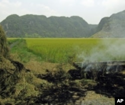 What farmers do with rice straw after harvest -- burn it or return it to the field -- affects how much fertilizer to use.