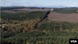 د ډرونو په واسطه د تخمونو د شېندلو شرکت وايي د دغه کار هدف یې د ځنګلونو ساتل دي 