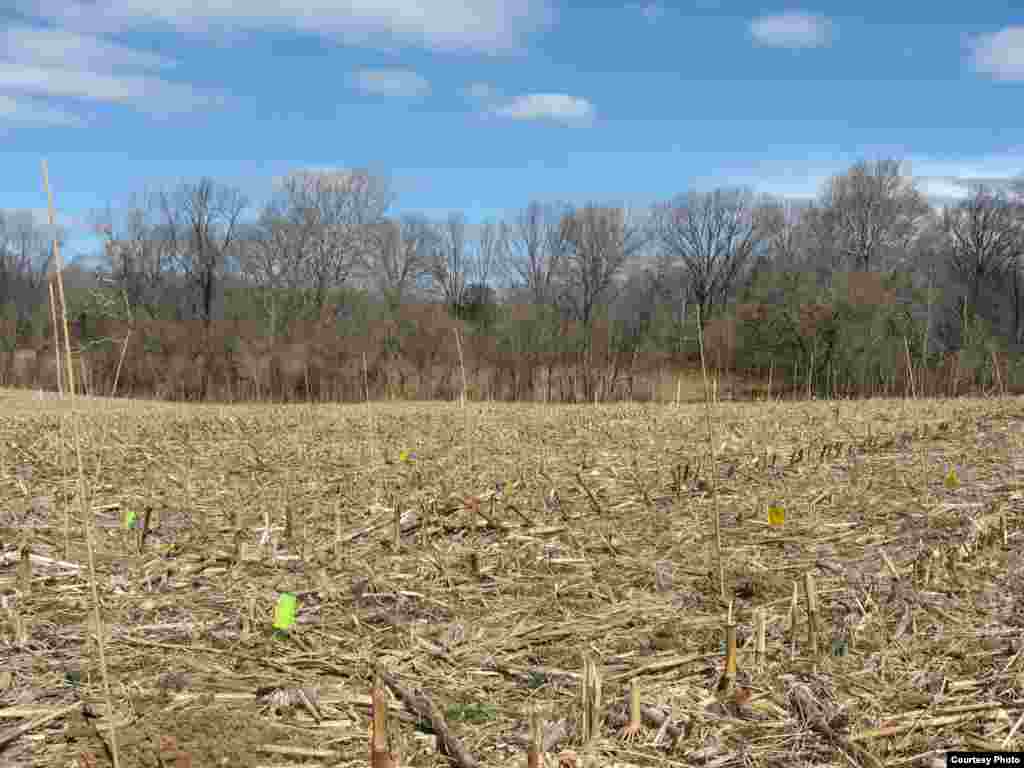 Prior to the massive BiodiversiTree project, this field was used to grow corn for 35 years. (SERC)