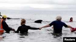 Volunteers form a human chain to stop a pod of pilot whales from stranding themselves again after being refloated after one of the country's largest recorded mass whale strandings, in Golden Bay, at the top of New Zealand's South Island, Feb. 12, 2017.