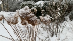 This image shows an outdoor garden covered in snow outside a home in Westchester County, N.Y. on Sunday, Feb. 7, 2021. (AP Photo/Julia Rubin)