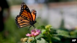 FILE - This Aug. 19, 2015, file photo, shows a monarch butterfly in Vista, Calif. The number of western monarch butterflies wintering along the California coast has plummeted to a new record low, putting the orange-and-black insects closer to extinction. (AP Photo/Gregory Bull)