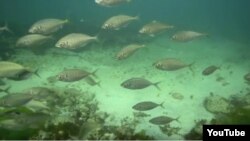 Tropical Fish swimming in waters in New Zealand.