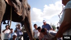Participants feed Sambo her last meal before her relocaton, Phnom Penh, Cambodia, Nov. 25, 2014. (Kong Sothanarith/VOA)