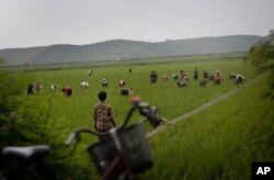 지난 6월 북한 강원도의 논에서 농부들이 일하고 있다. (자료사진)