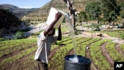 FILE - A man pours water he collected from a nearby river into a larger receptacle, in Fonds Verrettes, Haiti. New research suggests that farms surrounded by natural areas do better in times of drought.