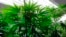 FILE - Marijuana plants flourish under grow lights at a warehouse.