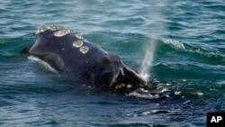 FILE - A North Atlantic right whale feeds on the surface of Cape Cod Bay off the coast of Plymouth, Mass., March 28, 2018.