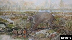 The marsupial Mukupirna nambensis, a plant-eating mammal about the size of a black bear that lived roughly 25 million years ago in Australia is seen in an artist's impression released on June 25, 2020. (Peter Schouten/Handout via REUTERS)