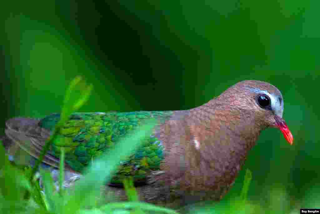 Usually the species of evergreen habitat emerald dove gets so shy. This photo of the bird is from O&#39;ramis Resort in Mondulkiri province where it is not allowed to disturb those birds including the dove. (Photo by Suy Senglim)